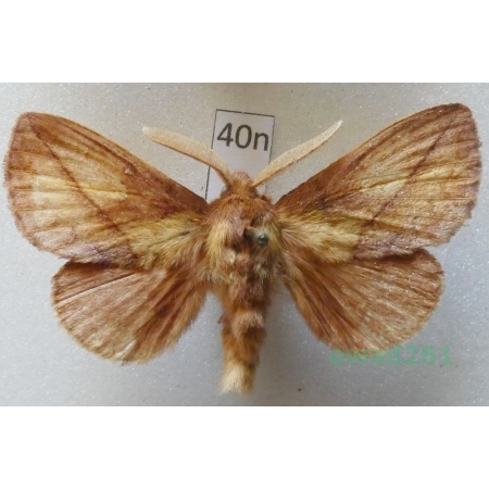 Euthrix potatoria (Linnaeus, 1758) male Barczatka napójka Czech40n